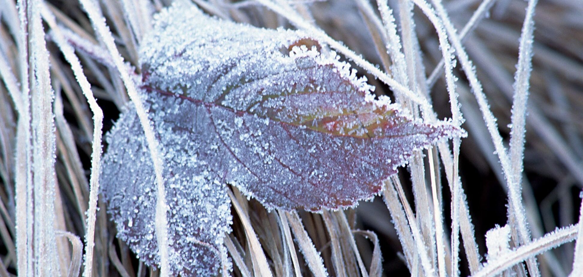 Синоптики попередили про нову хвилю холоду в Україні