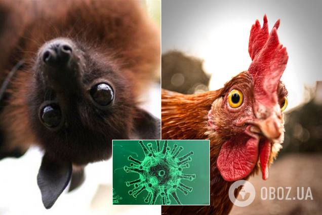 Зараження через їжу: МОЗ спростувало новий фейк про коронавірус