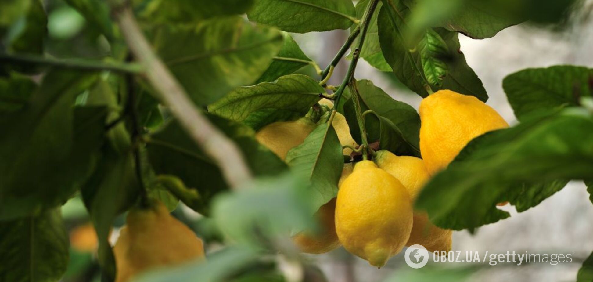 Туреччина заборонила вивезення лимонів з країни до кінця літа