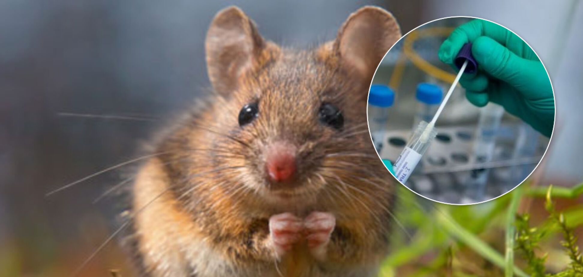 Хантавирус в Украине: ученая рассказала о симптомах заболевания