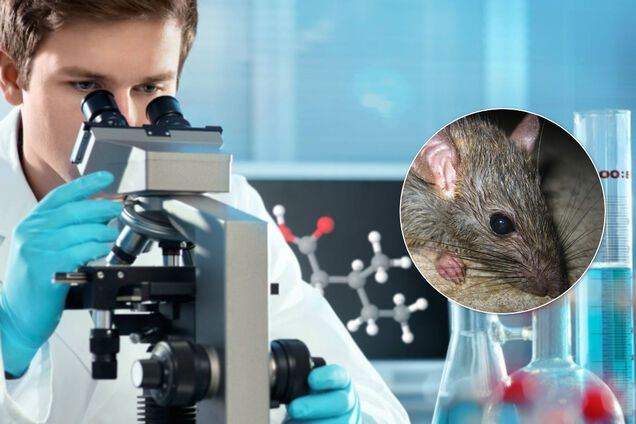 У Китаї померла людина від хантавірусу: що відомо про захворювання