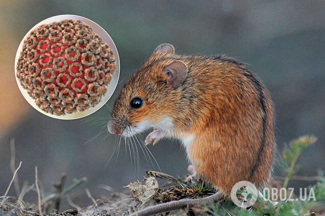 Хантавірус помітили в Росії ще на початку березня: названо зону зараження