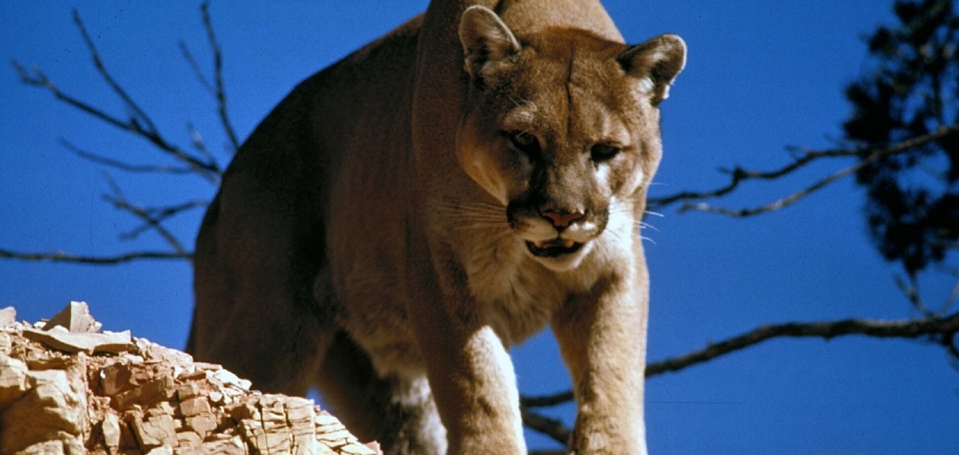 В опустевшей из-за карантина столице Чили случился курьез с пумой