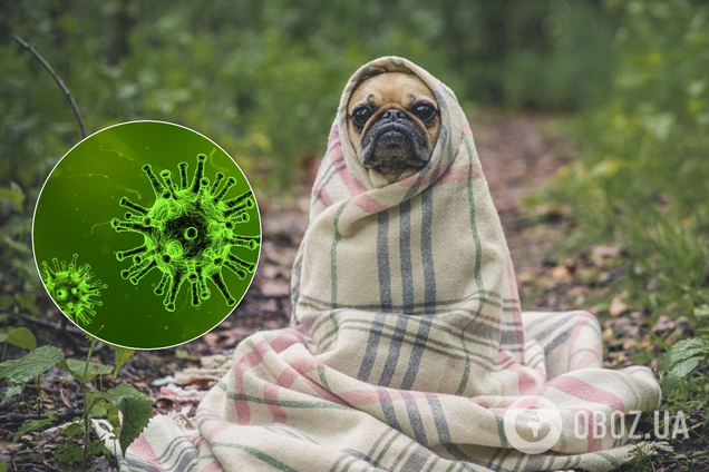 Чи можна заразитися коронавірусом від домашніх тварин: лікар дав відповідь