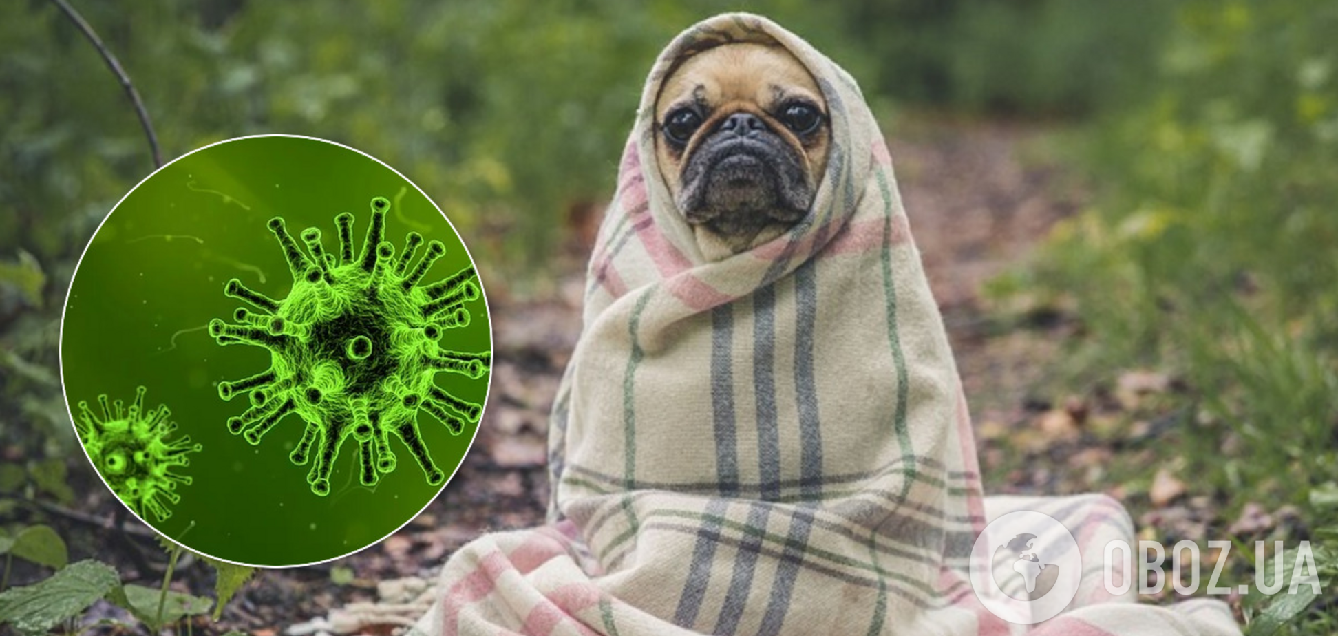 Можно ли заразиться коронавирусом от домашних животных: врач дал ответ