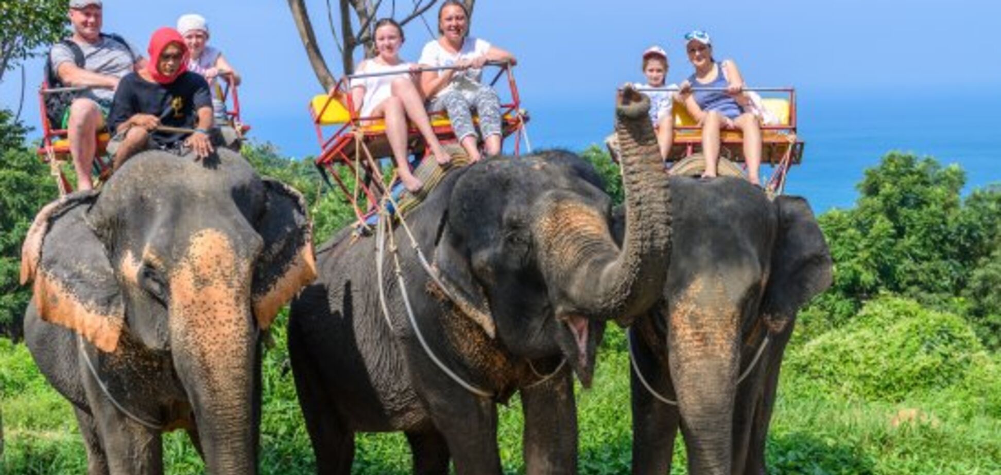 В Таиланде из-за коронавируса освободили слонов