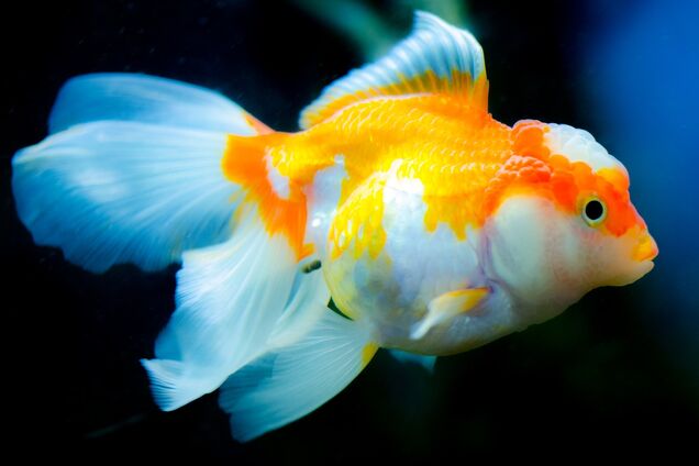 Золотая рыбка стала огромной поразительным способом: видео