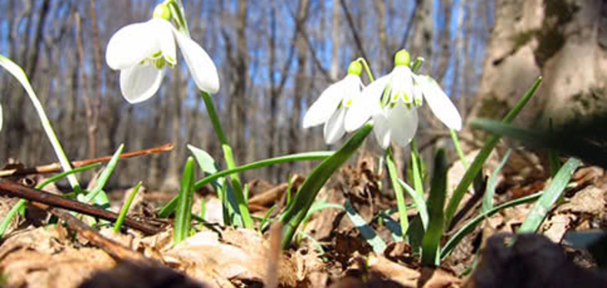 З'явився прогноз погоди на весну в Україні: думки синоптиків розділилися