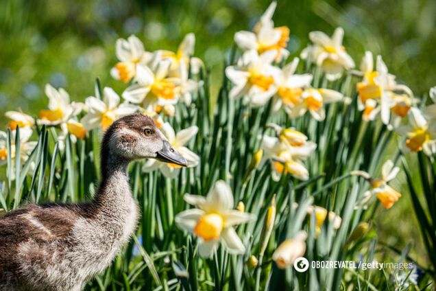 Жара до +24: синоптик рассказал о погоде на апрель в Украине