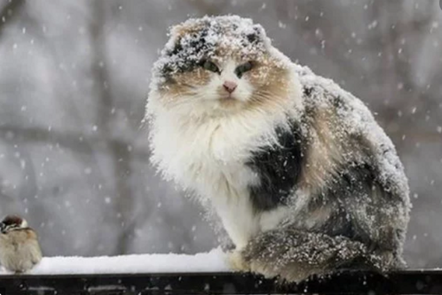 В Украину ворвется снег: появился свежий прогноз синоптиков