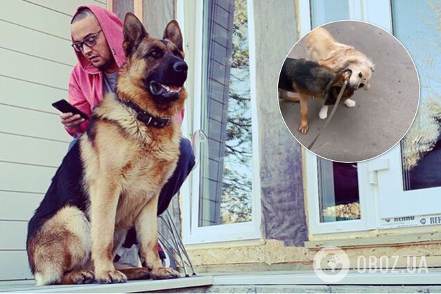 Гуф устроил жестокие собачьи бои и снял их на камеру: рэпера призвали наказать за 'живодерство'