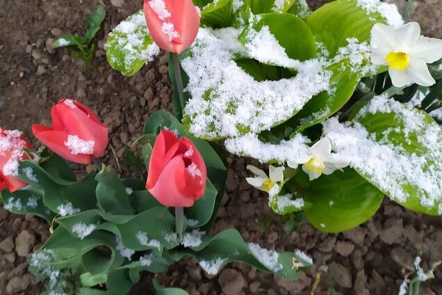 В Одесской области выпал весенний снег
