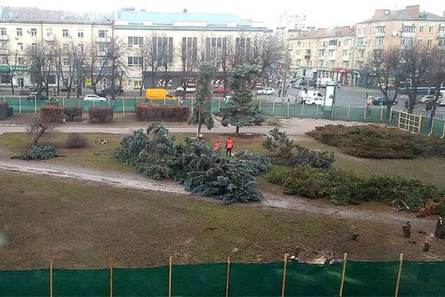 В Черкассах подрядчик срубил многолетние голубые елки в сквере