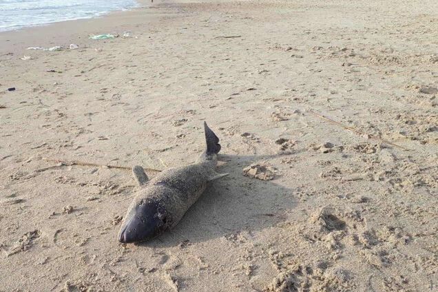 В Одессе на берегу моря обнаружили погибшего дельфина. Фото