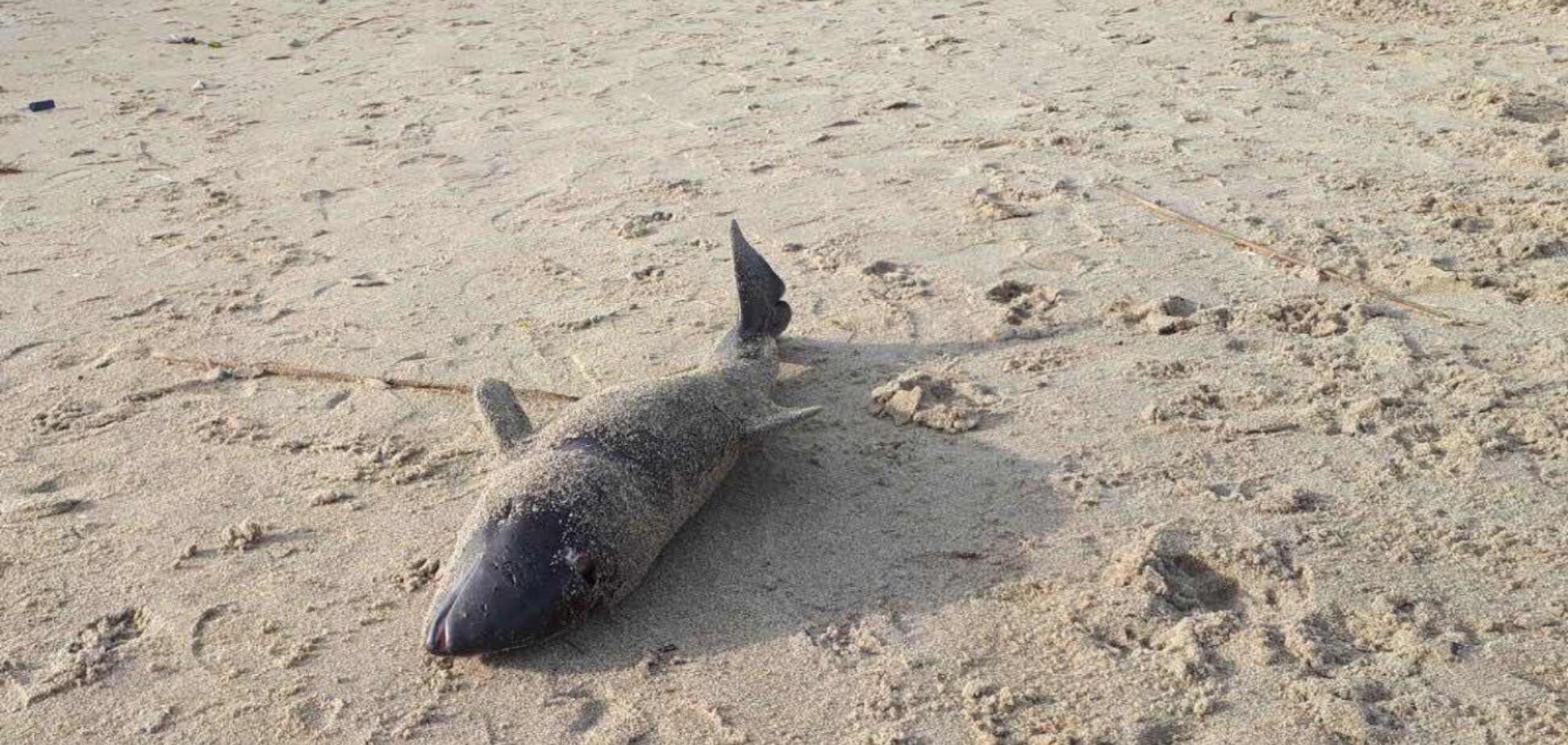 В Одессе на берегу моря обнаружили погибшего дельфина