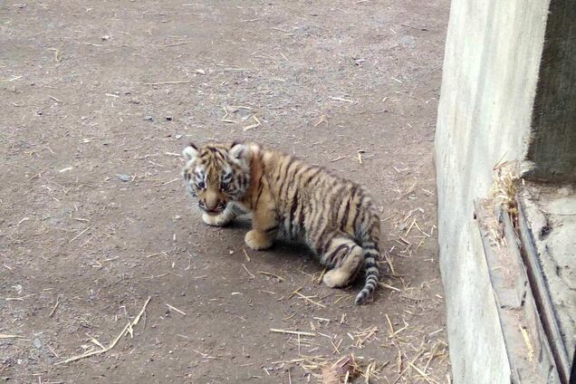 В Одеському зоопарку народилося амурський тигр