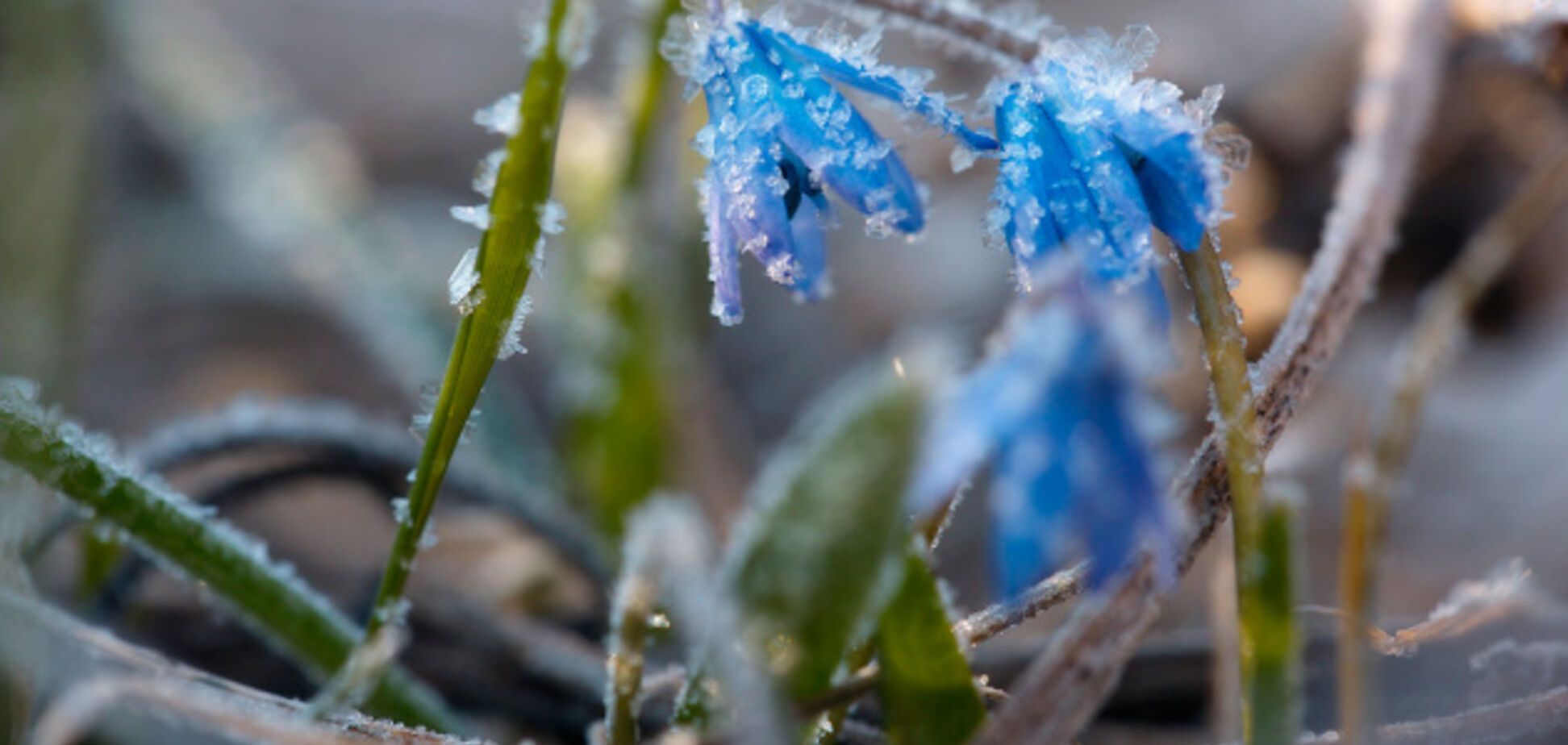 Синоптики пообещали возвращение заморозков в Украину: прогноз погоды на сегодня