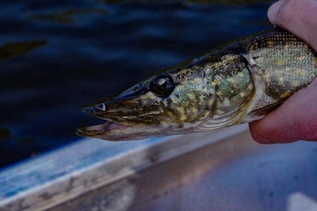 В США рыбак сумел вытащить огромную щуку из узкой лунки: видео