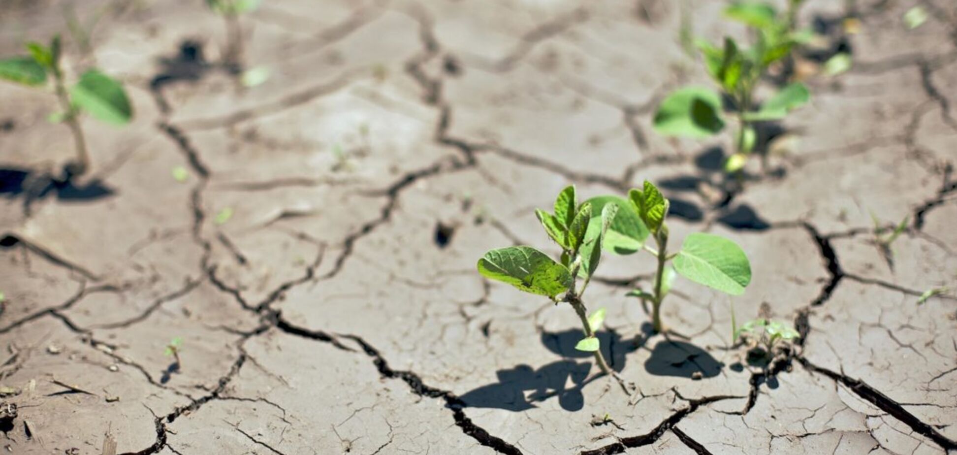 Україні загрожує посуха: з'явився спекотний прогноз погоди на весну-2020