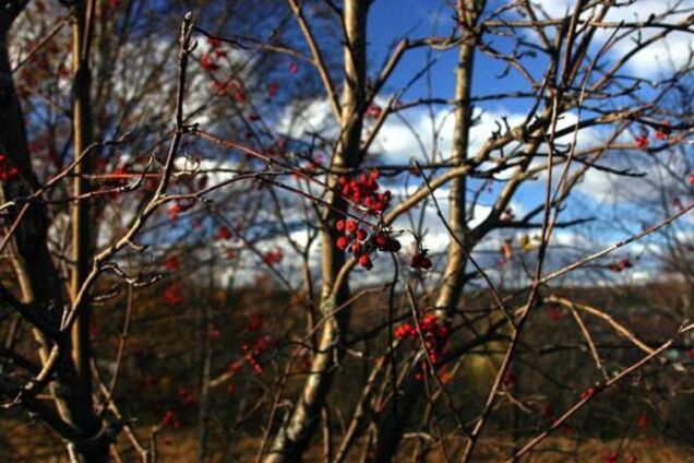 В Україні потеплішає до +20: синоптик уточнила прогноз погоди на завтра