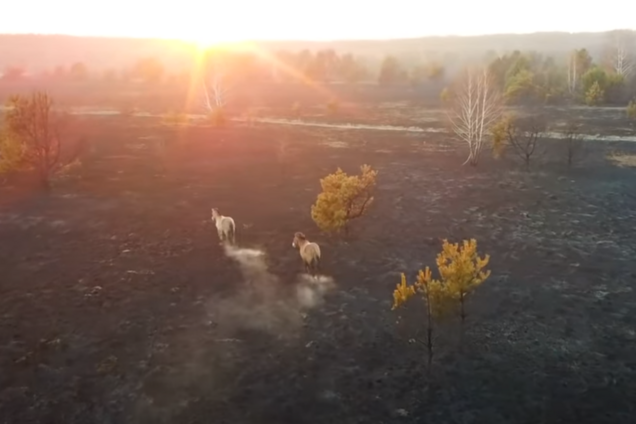 Як у Чорнобильській зоні тварини втікали від вогню: з'явилося відео