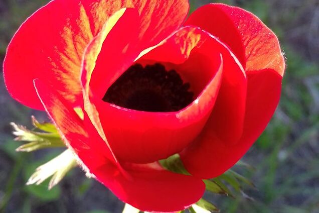 Одесский ботсад расцвел раньше времени