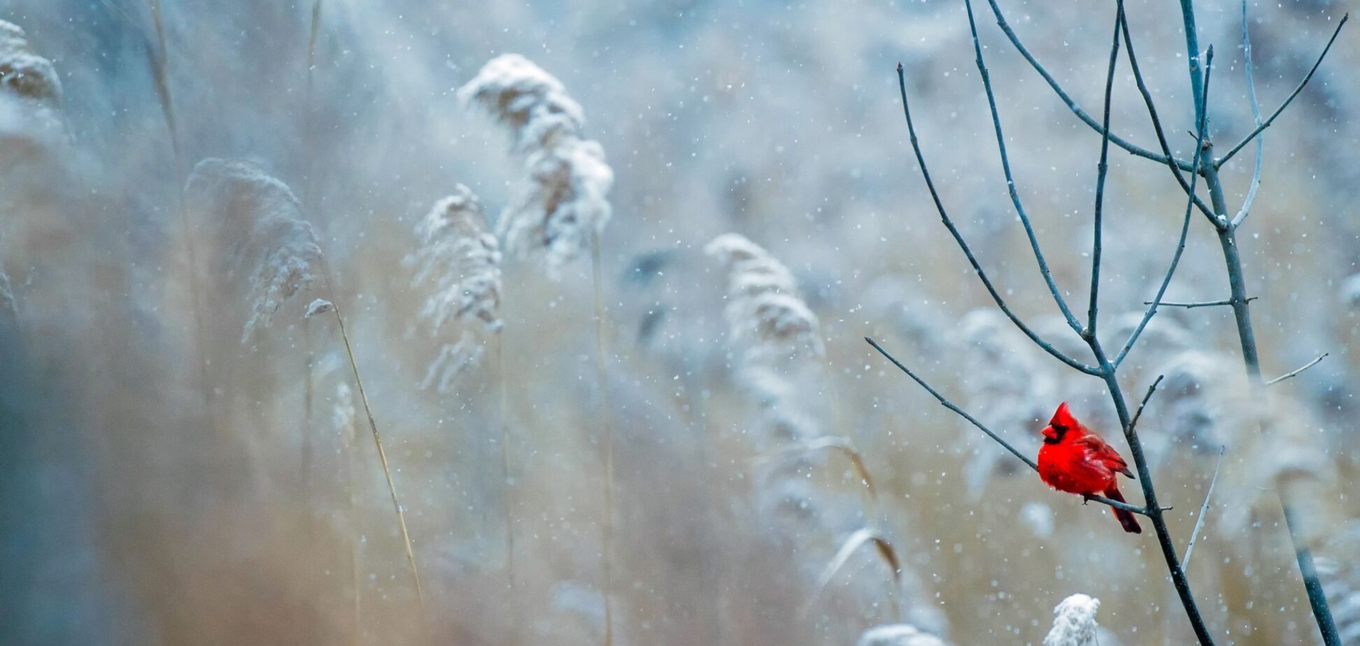 В Киеве внезапно выпал снег: завораживающие фото и видео