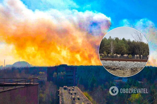 Пожар в Чернобыльской зоне удалось потушить