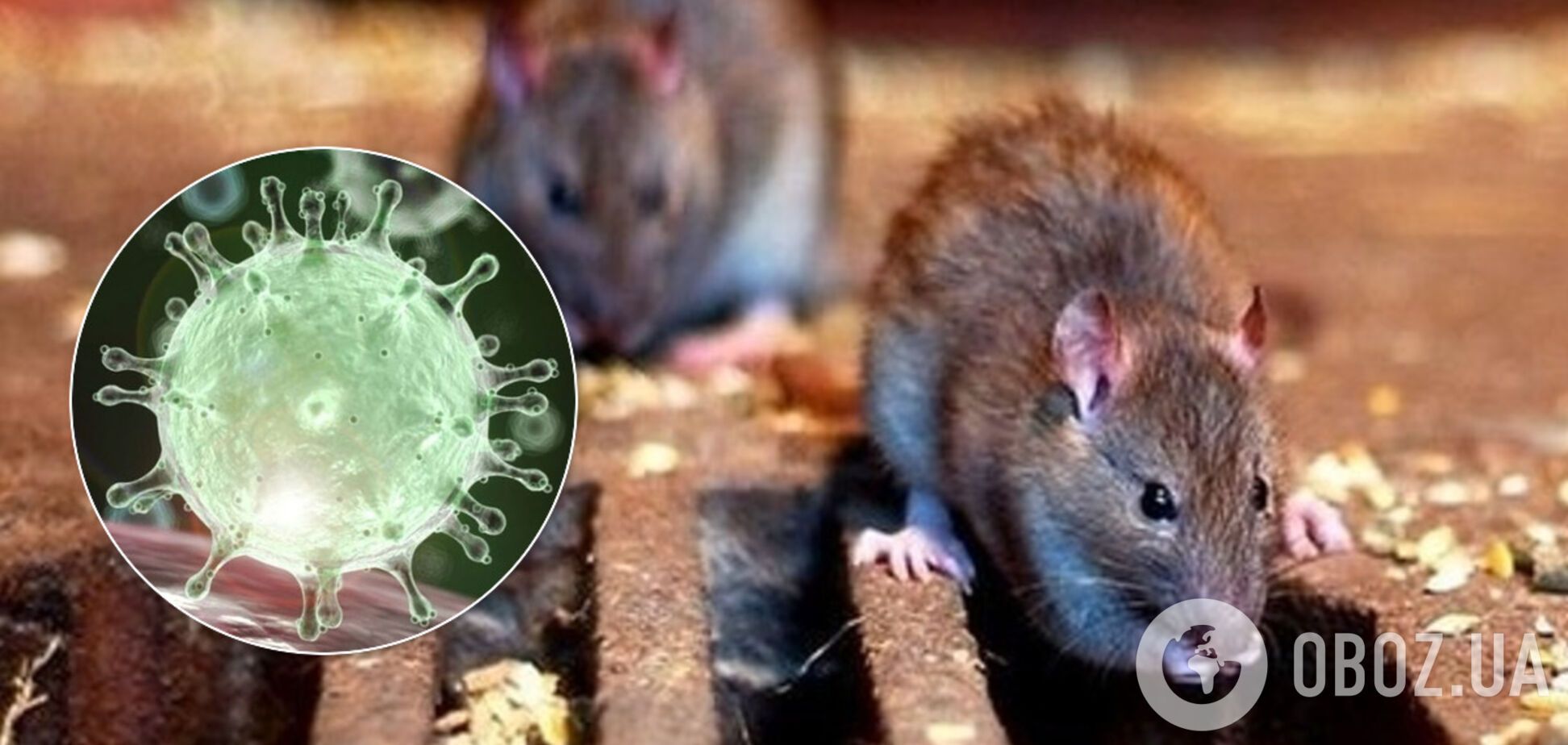 Из-за коронавируса крысы становятся каннибалами