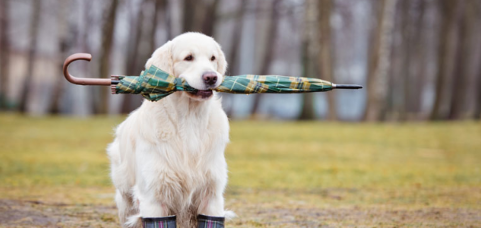 Украину на выходные накроет дождями: синоптик назвала области, которым не повезет