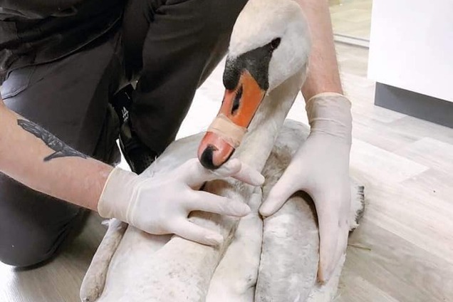 У Дніпрі рятують підстреленого лебедя. Фото