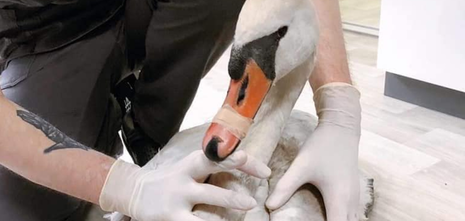 В Днепре спасают подстреленного лебедя. Фото