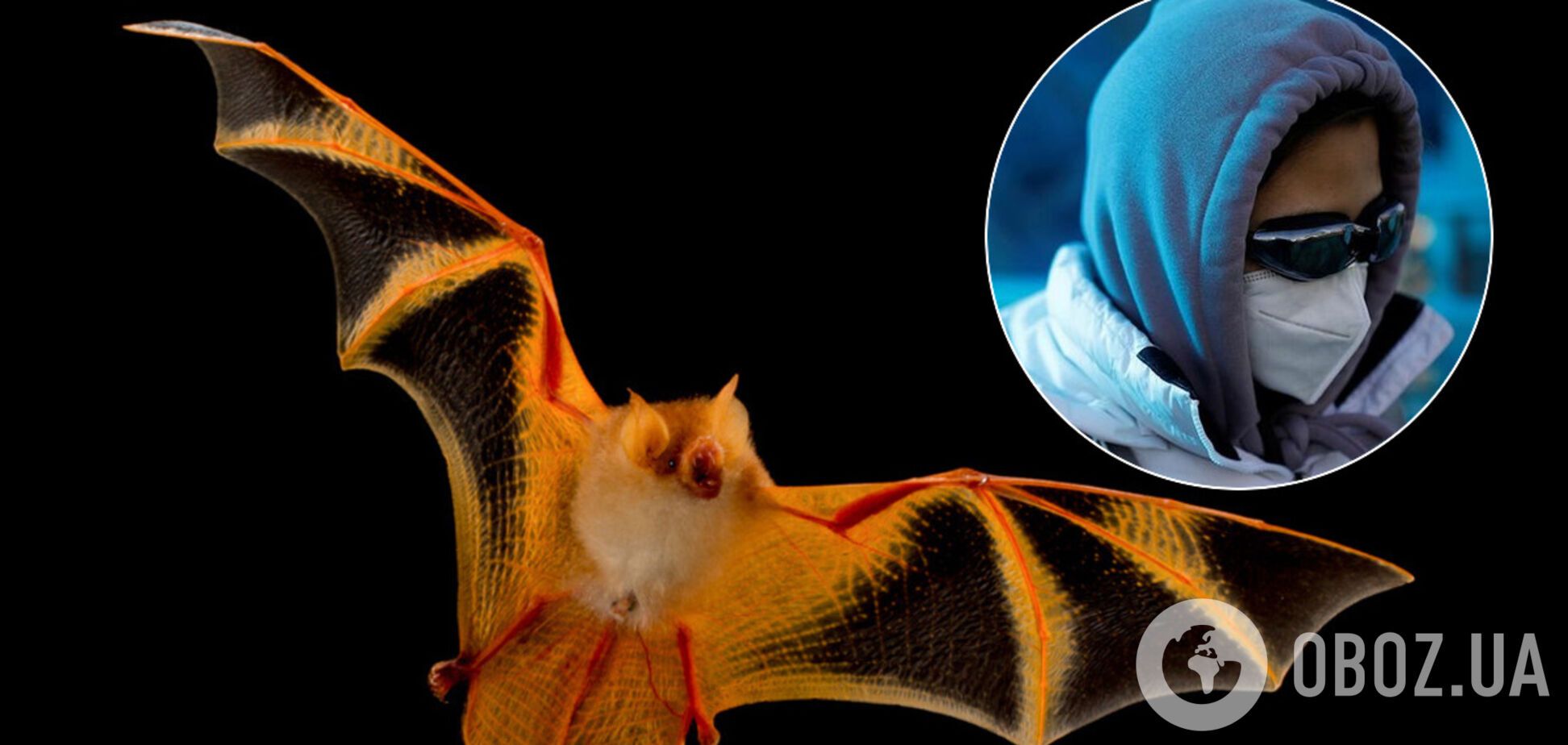 Вчені виявили новий вид коронавірусу у кажанів. Ілюстрація