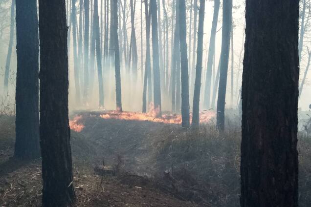 Огонь перекинулся на лес: в Киеве горел Голосеевский парк