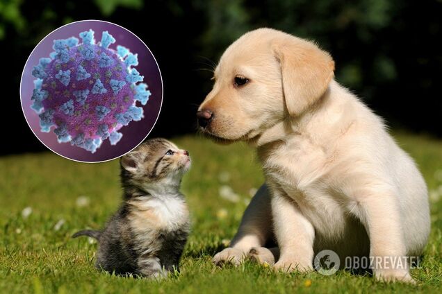 Чи можна заразитися коронавірусом від домашньої тварини: біолог дала відповідь