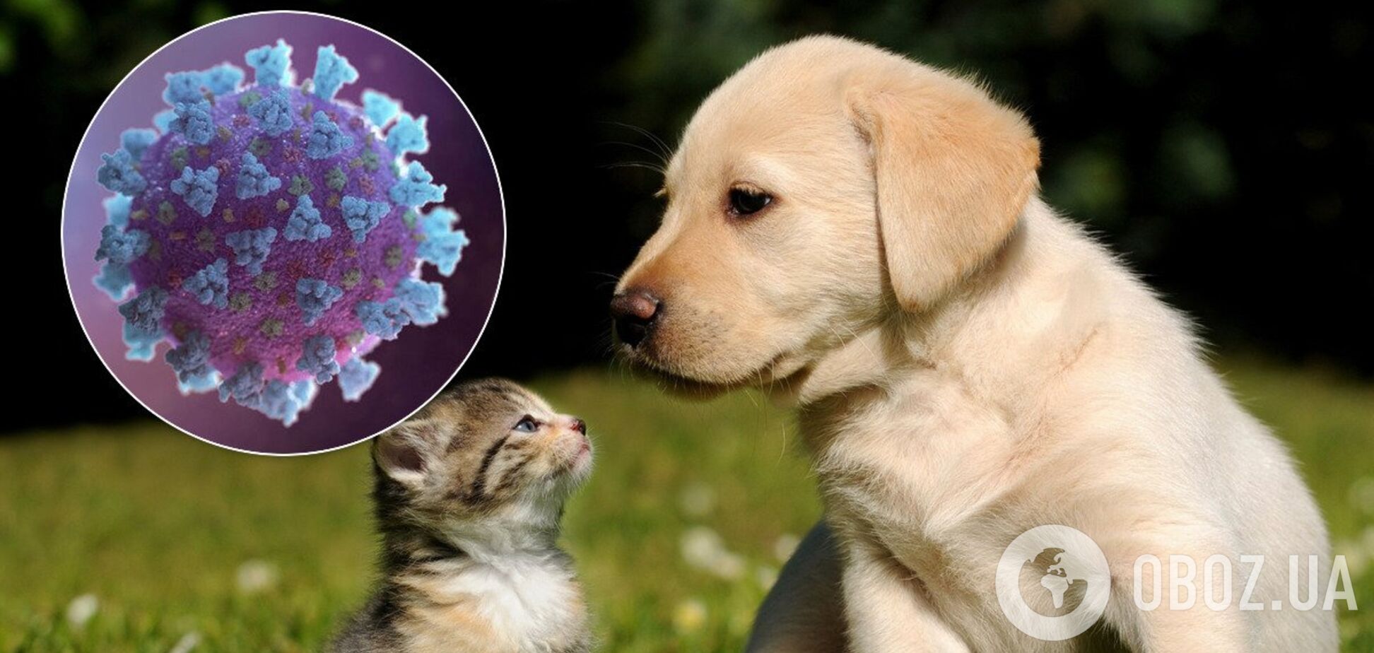 Чи можна заразитися коронавірусом від домашньої тварини: біолог дала відповідь