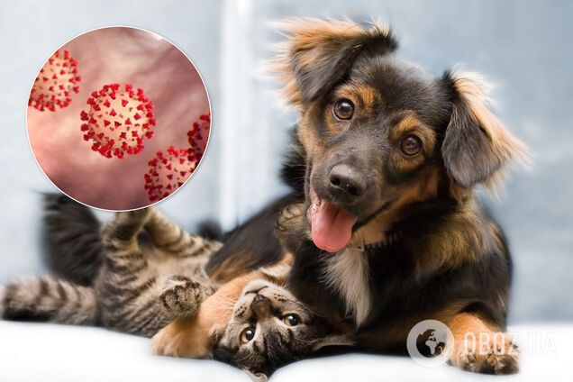 Коты и собаки не спасут: разбит популярный миф о коронавирусе