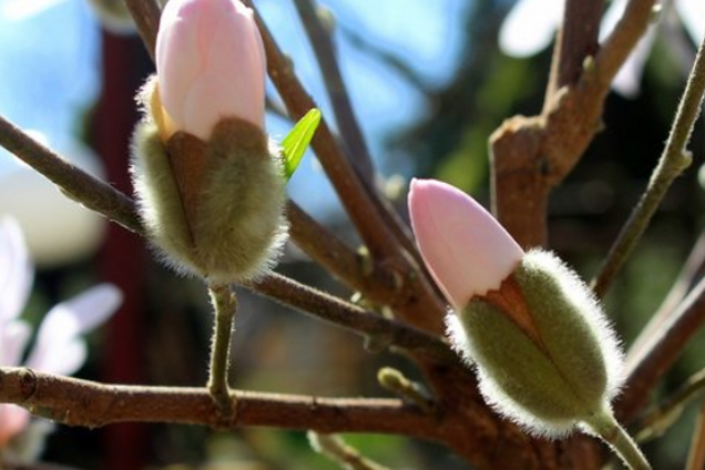 Синоптики попередили про хвилю потепління в Україні