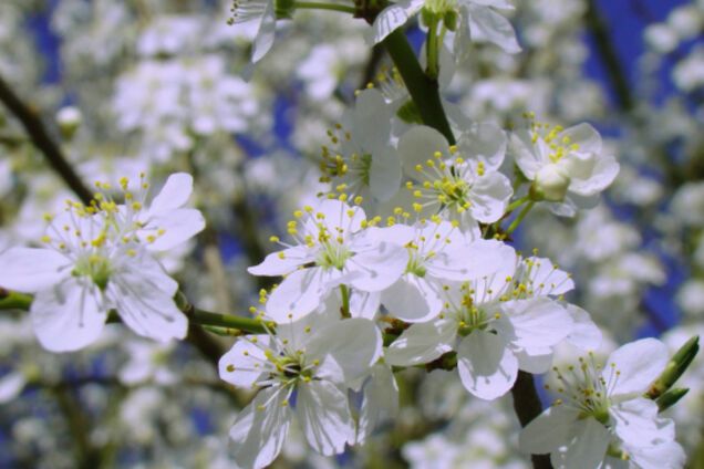 Синоптикиня уточнила прогноз погоди на завтра: до +20 та вітряно