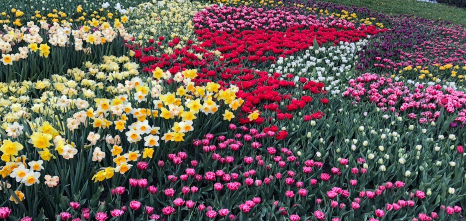 Співоче поле запрошує відвідати популярну щорічну виставку тюльпанів онлайн
