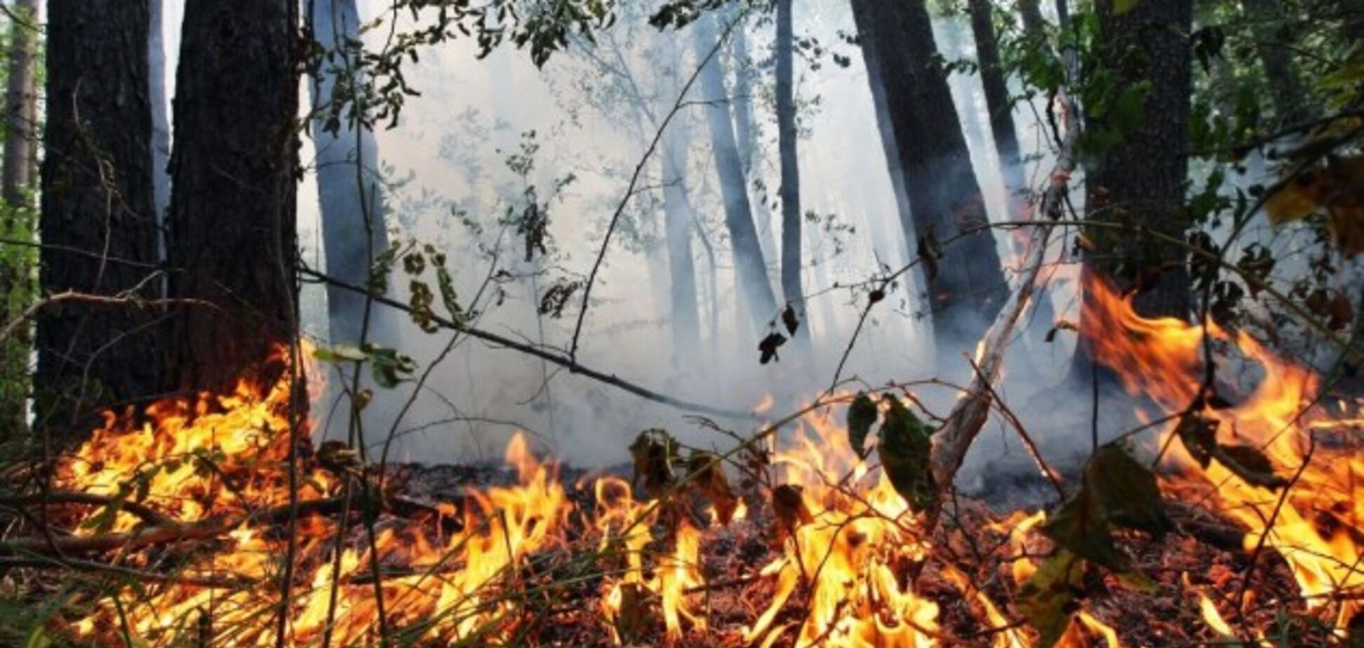 На Дніпропетровщині рятувальники оголосили високу пожежну небезпеку