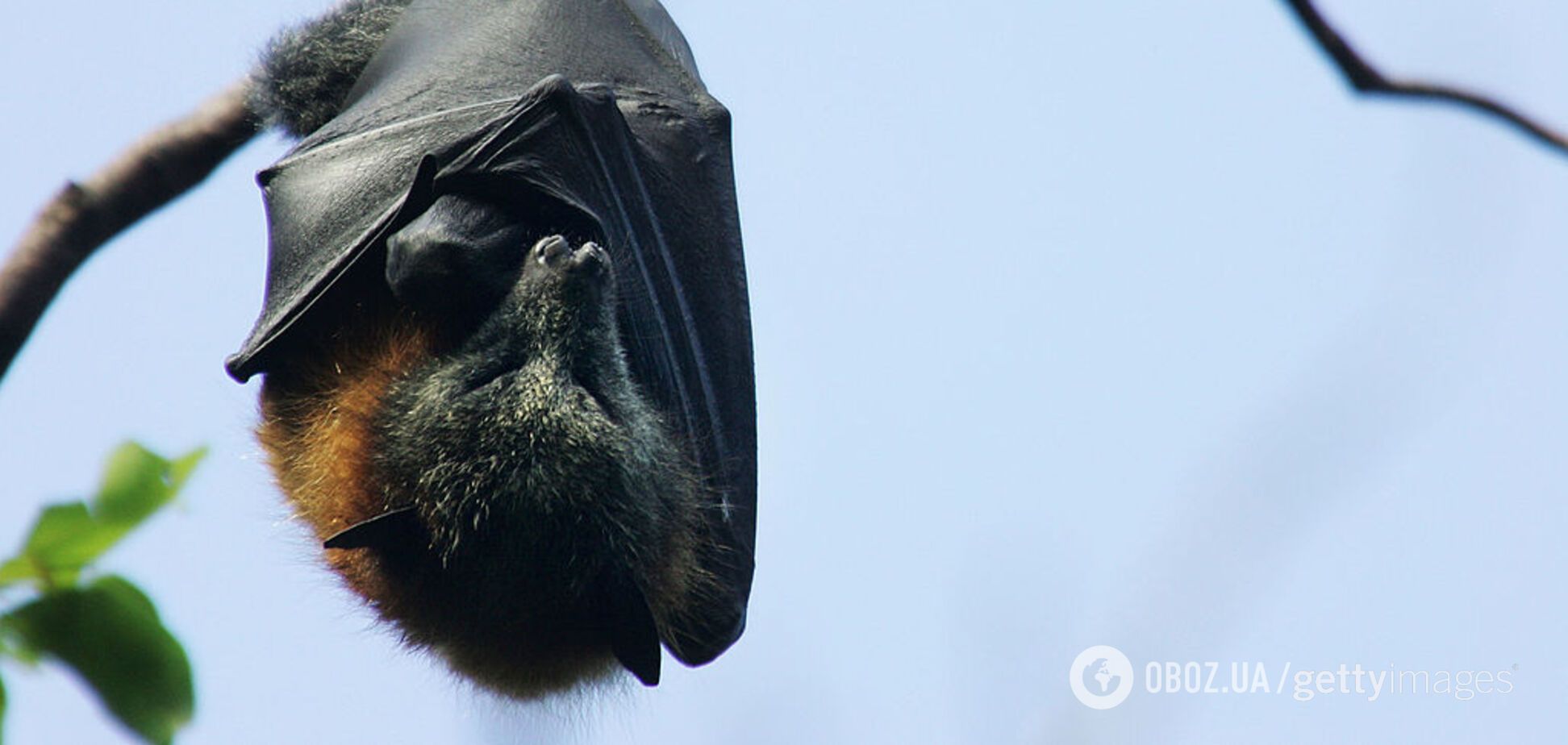 У Китаї знову почали їсти кажанів, від яких пішов коронавірус