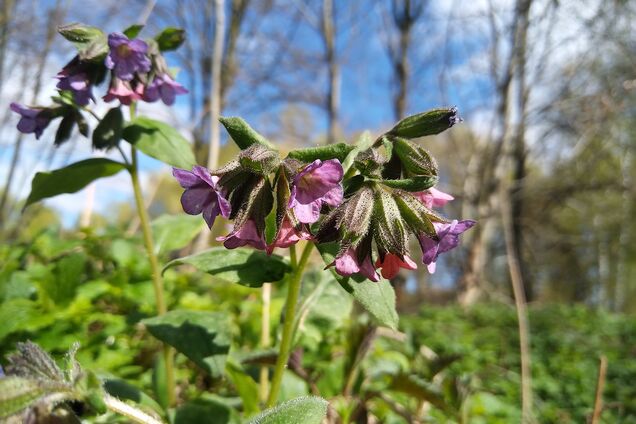 Фомаида Медуница: что нельзя делать 26 апреля