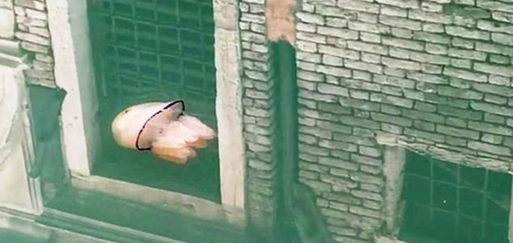 Через коронавірус у каналах Венеції з'явилися медузи. Яскраве відео