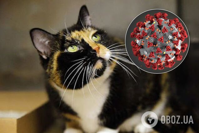 Официально: в США впервые подтвердили заражение домашних кошек коронавирусом
