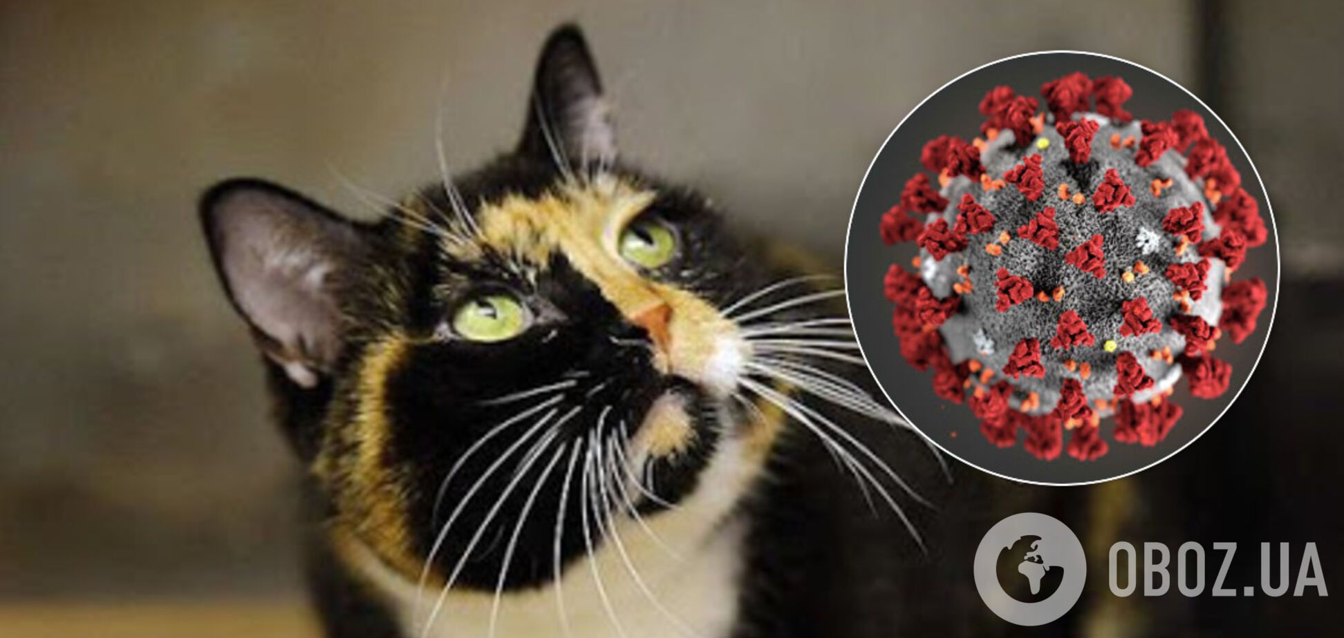 Официально: в США впервые подтвердили заражение домашних кошек коронавирусом