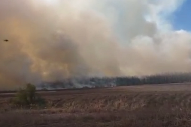 Под Киевом вспыхнул масштабный лесной пожар. Первое видео