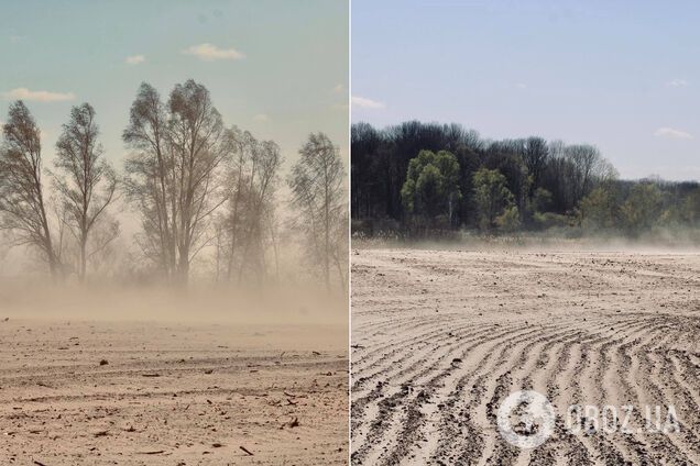 Украина из-за вырубки деревьев превращается в Египет: появились показательные кадры