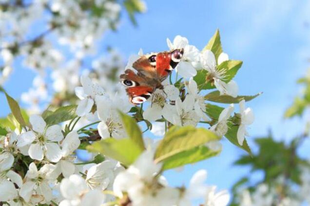 Якою буде погода на травневі свята: з'явився прогноз