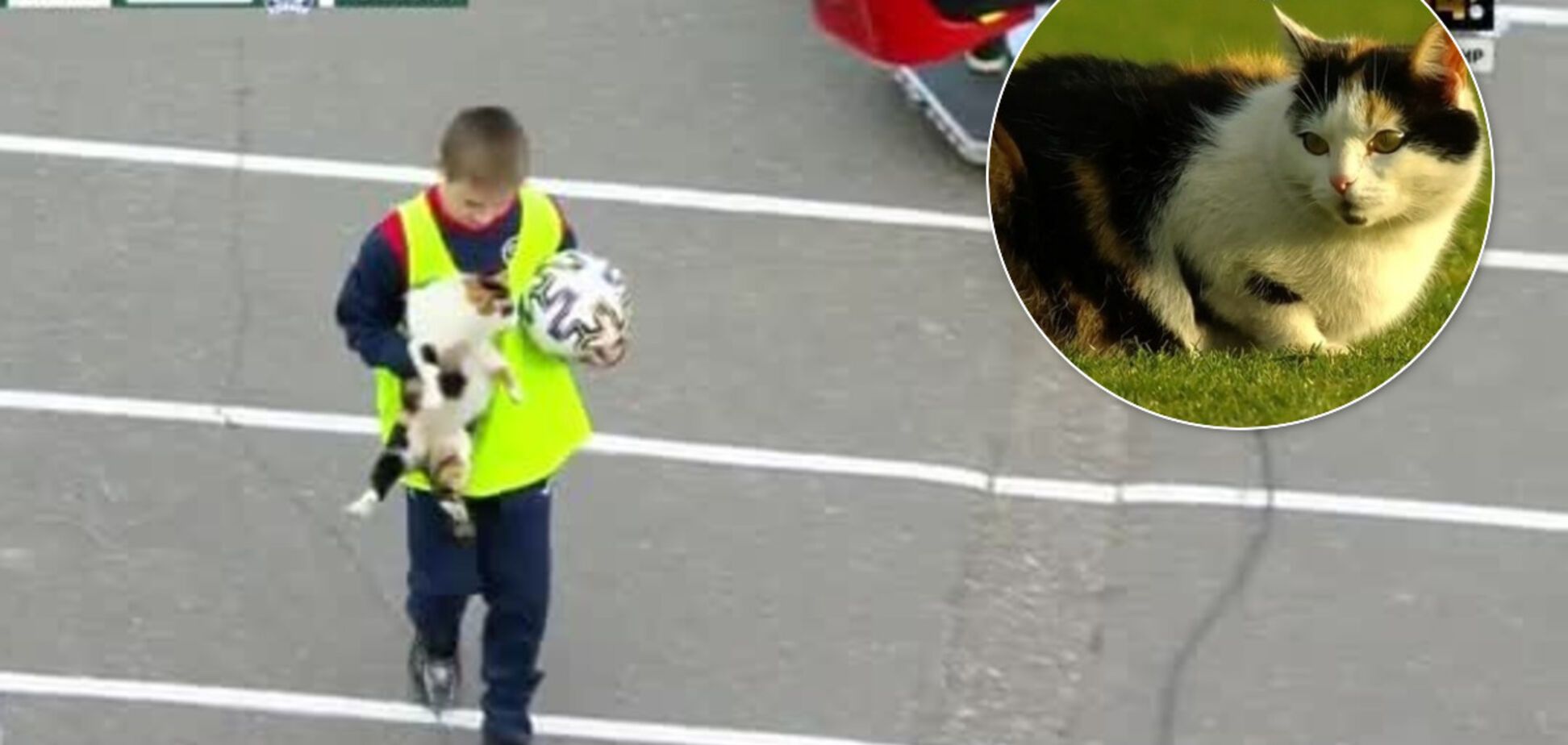 Товстий кіт спробував зірвати матч чемпіонату Білорусі з футболу